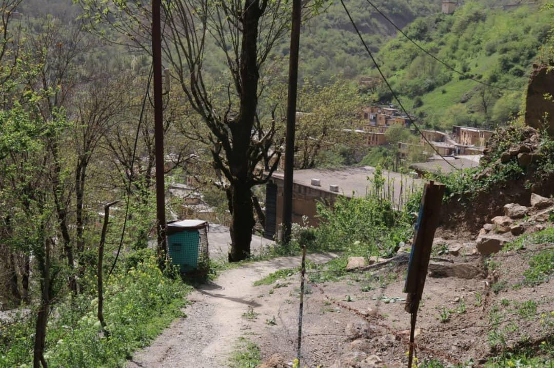 تک خوابه جنگلی