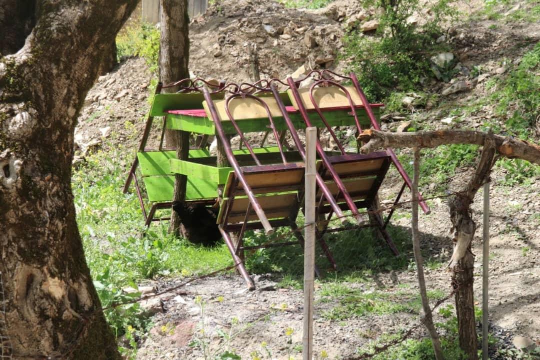 تک خوابه جنگلی