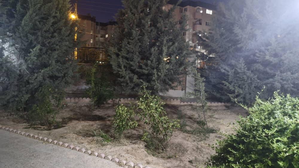 تک خوابه نخل صدرا