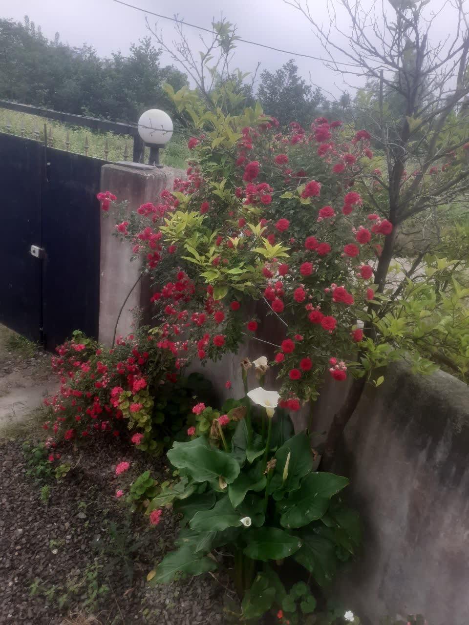 ویلای دو خوابه رستمرود