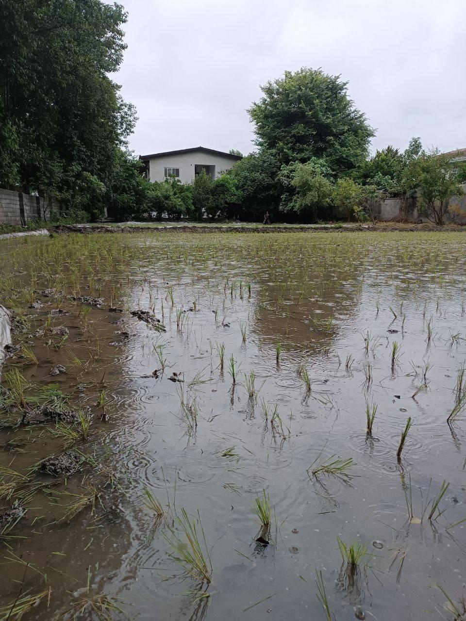 ویلا باغ دنج نیکوکار