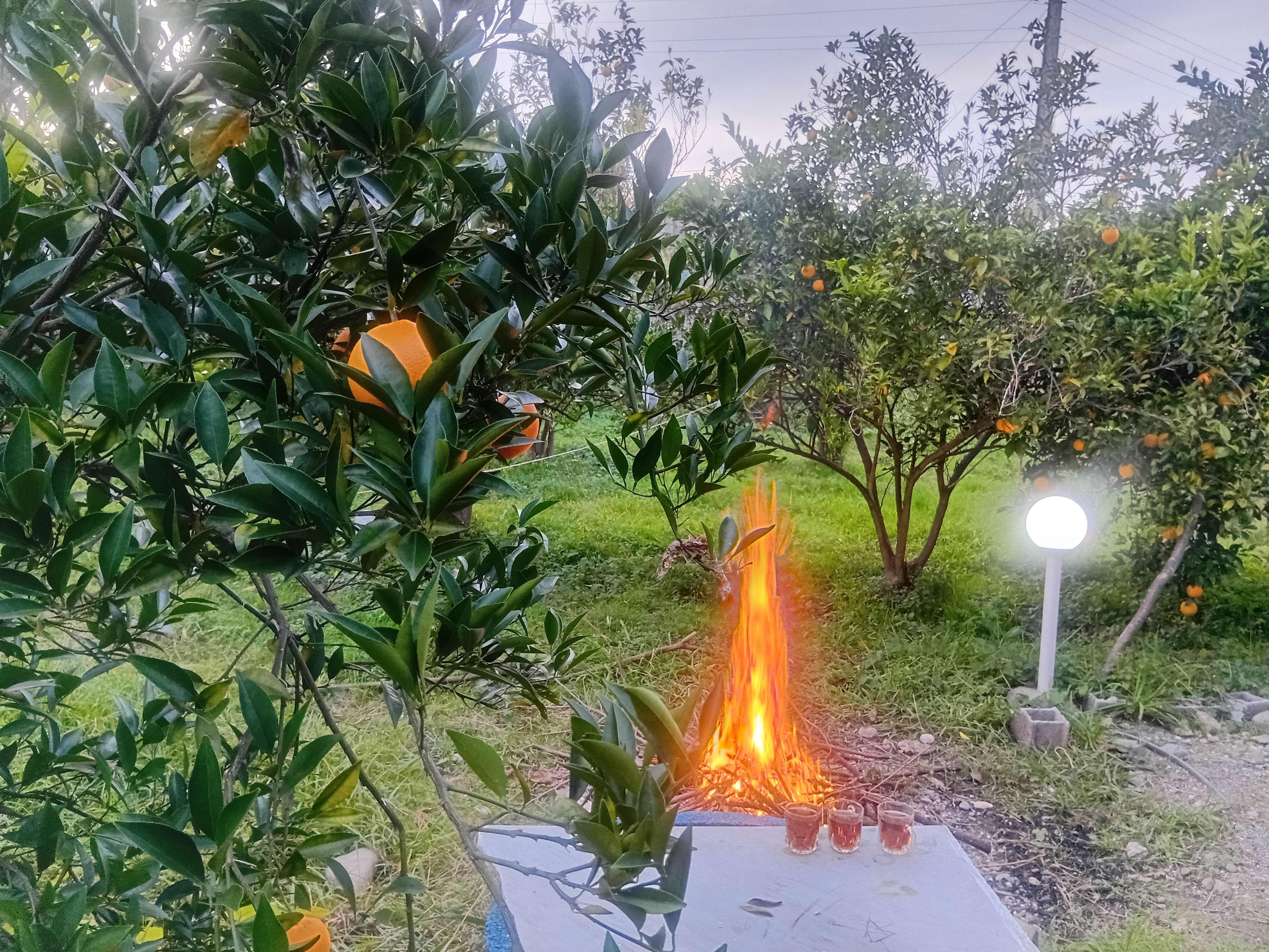 ویلای تک خوابه سرسبز