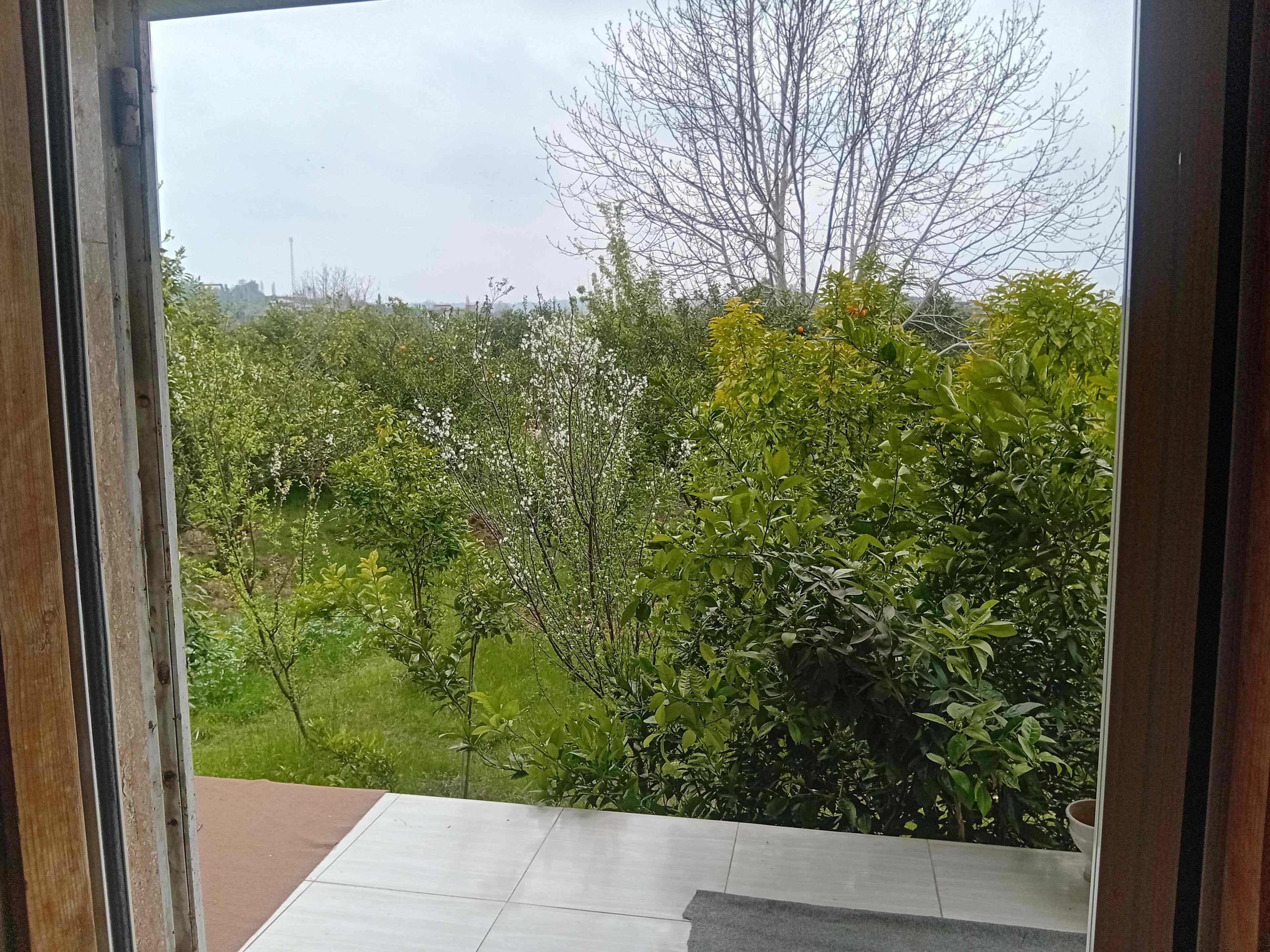 ویلای تک خوابه سرسبز