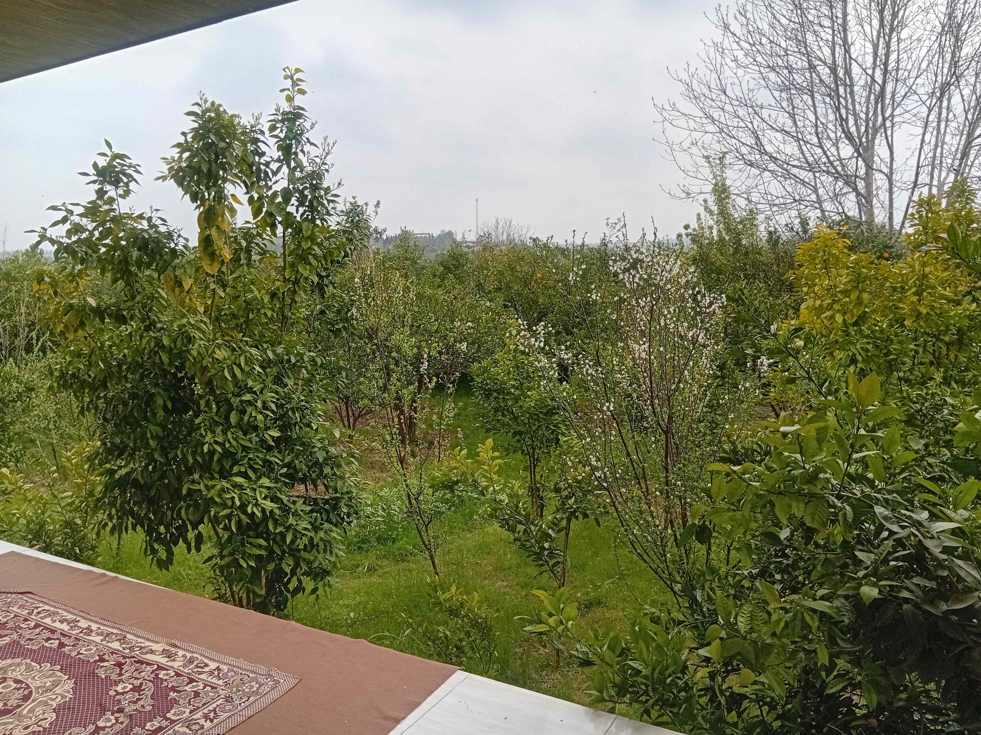 ویلای تک خوابه سرسبز