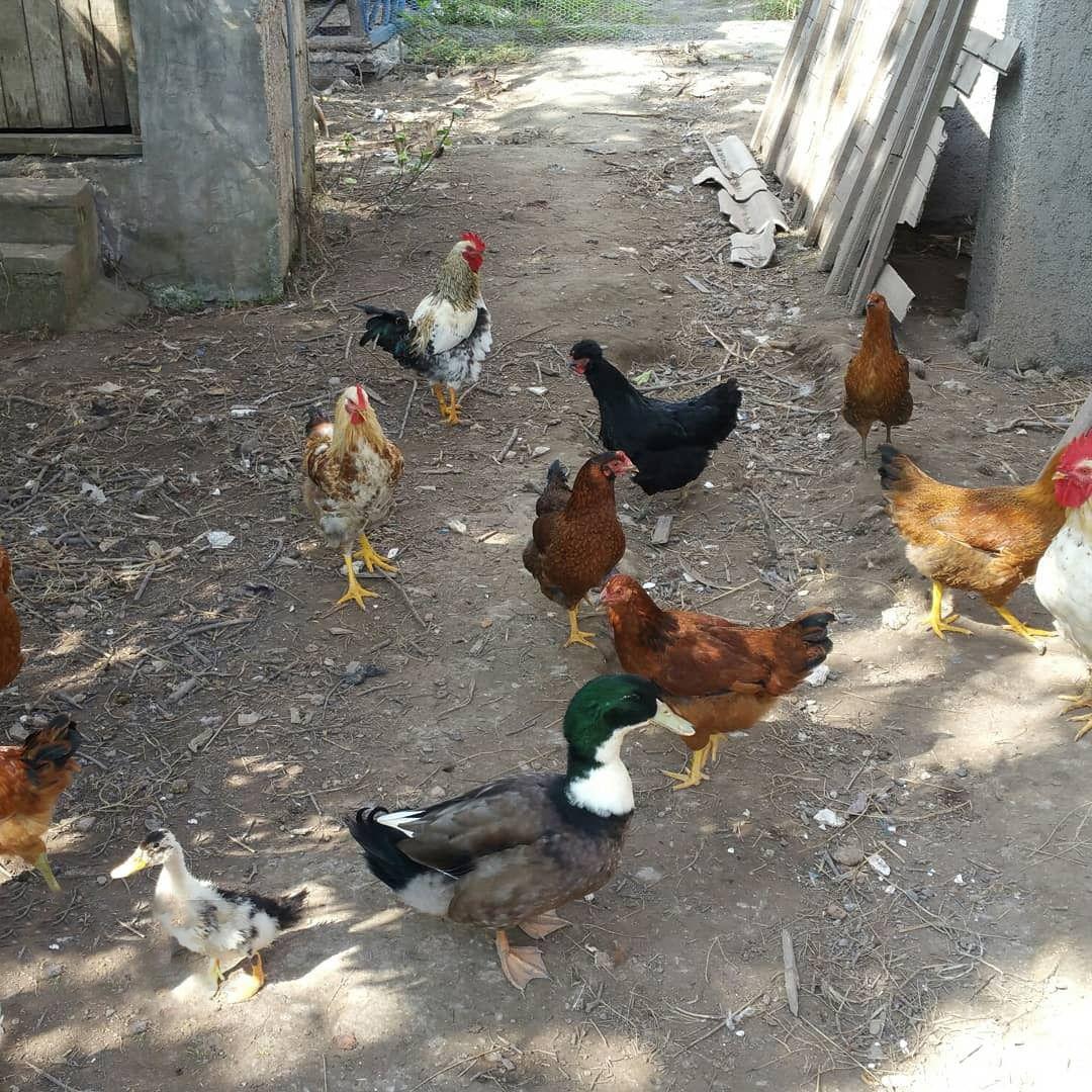 اقامتگاه بومگردی گیل خانه 