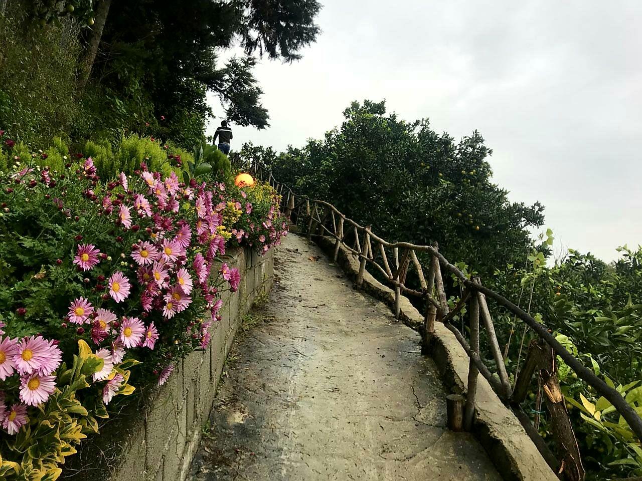 ویلا اجاره ای رامسر جنگلی