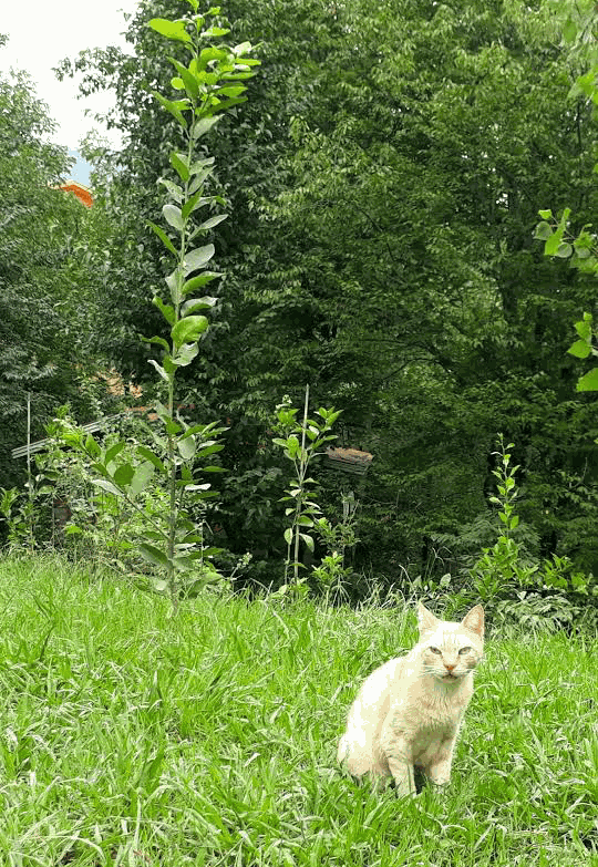 کلبه جنگلی شیروان یک