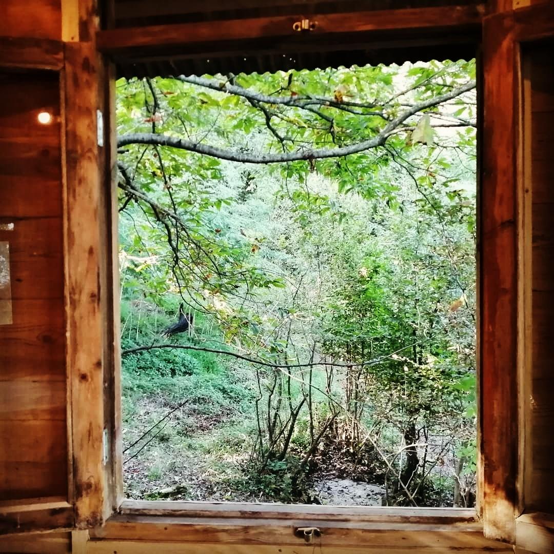 اجاره کلبه چوبی جنگلی در لاهیجان
