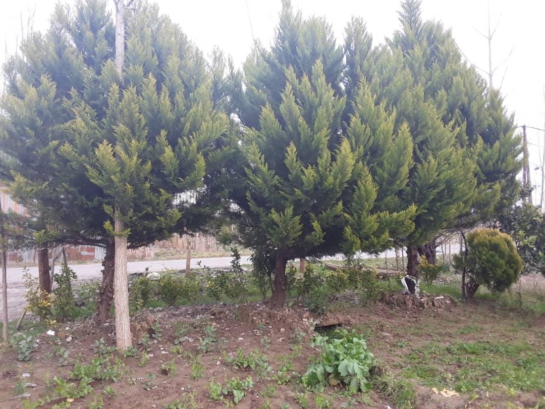 سوئیت اجاره ای ارزان در لاهیجان