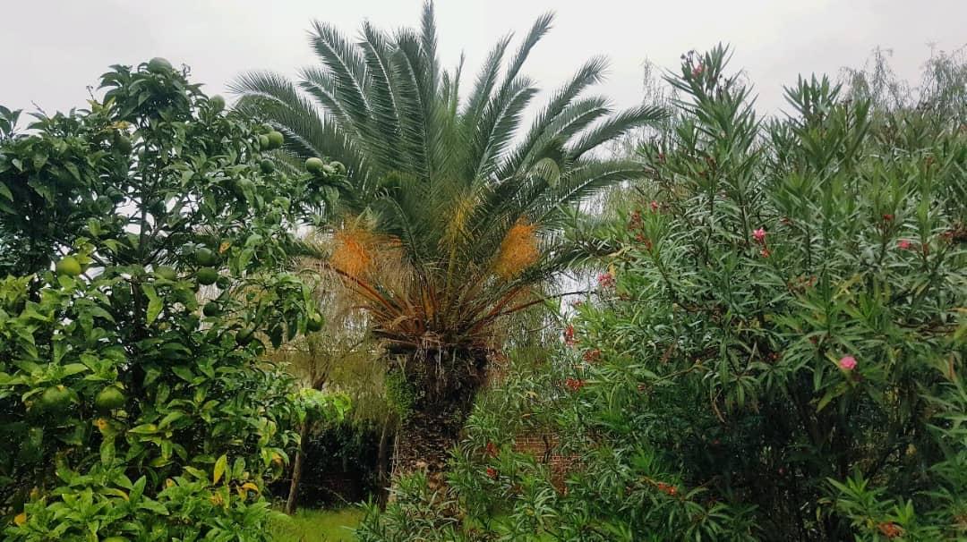 ویلا اجاره ای در سرخرود