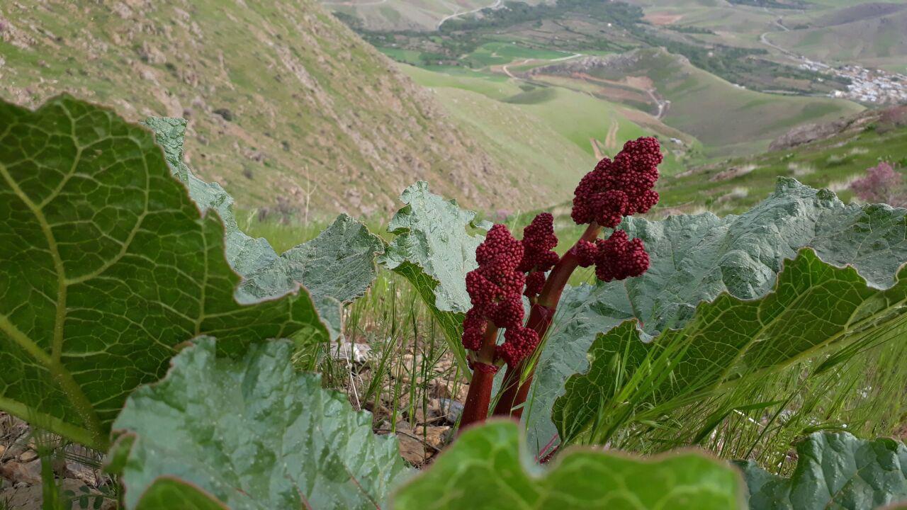 اتاق سنتی 2