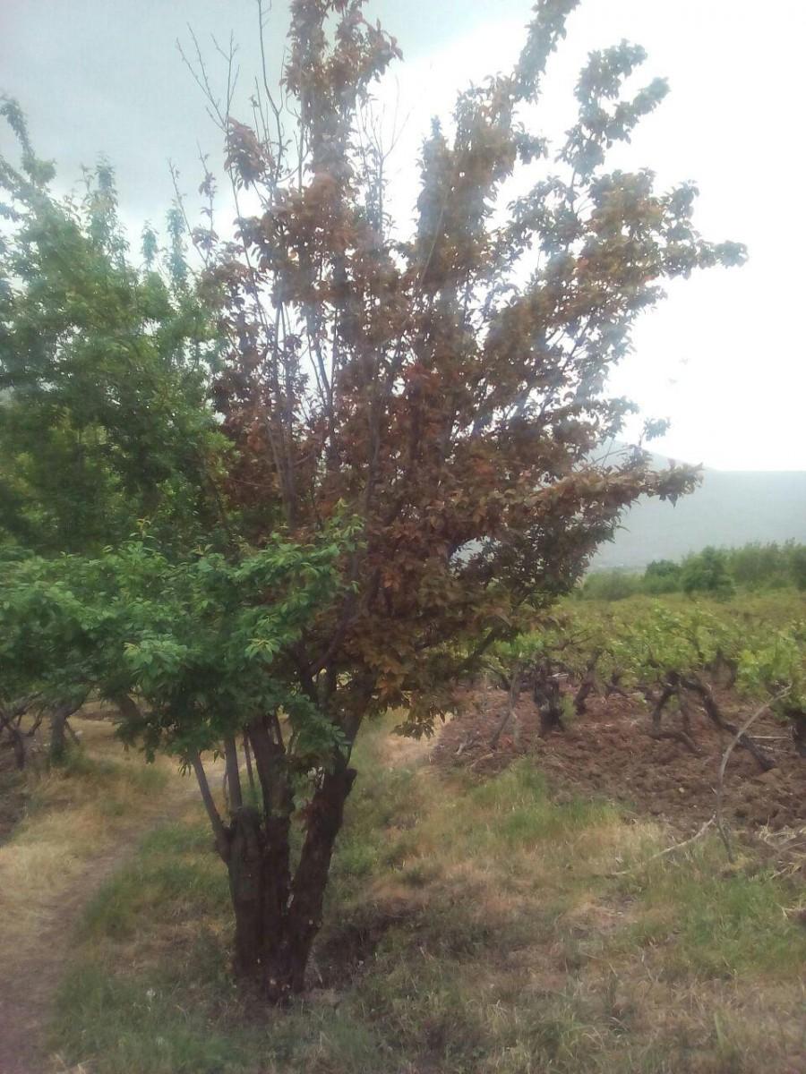 اتاق سنتی 2