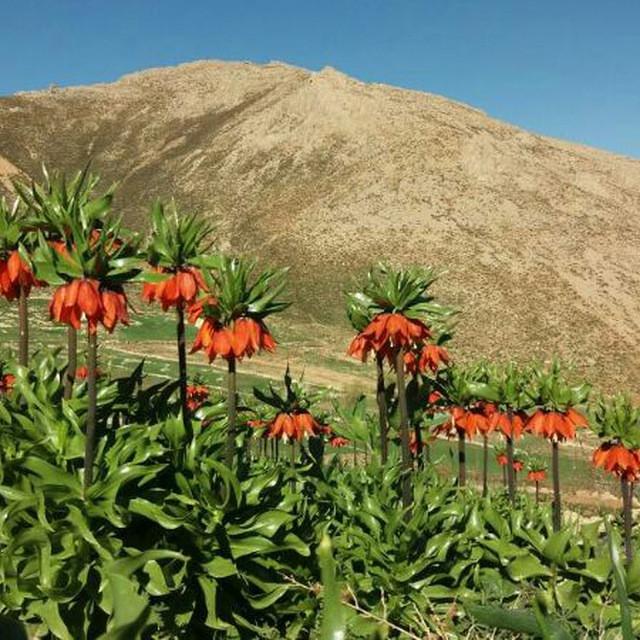  بوم گردی در چلگرد