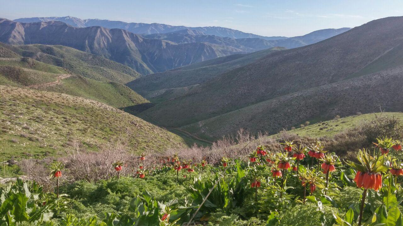 اتاق بوژانه