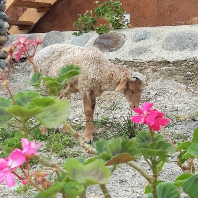 اجاره بوم گردی رضوانشهر