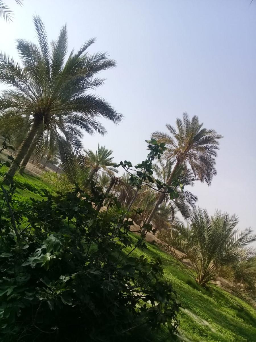بوم گردی در جزیره قشم