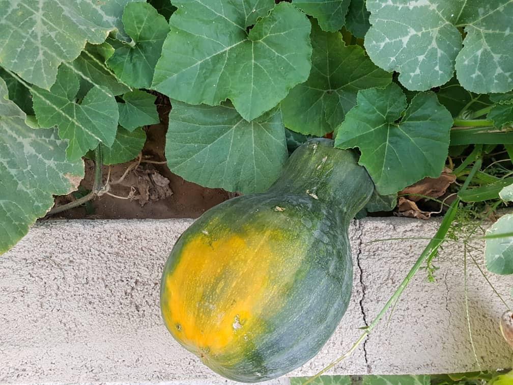 خانه بوم گردی خرم آباد