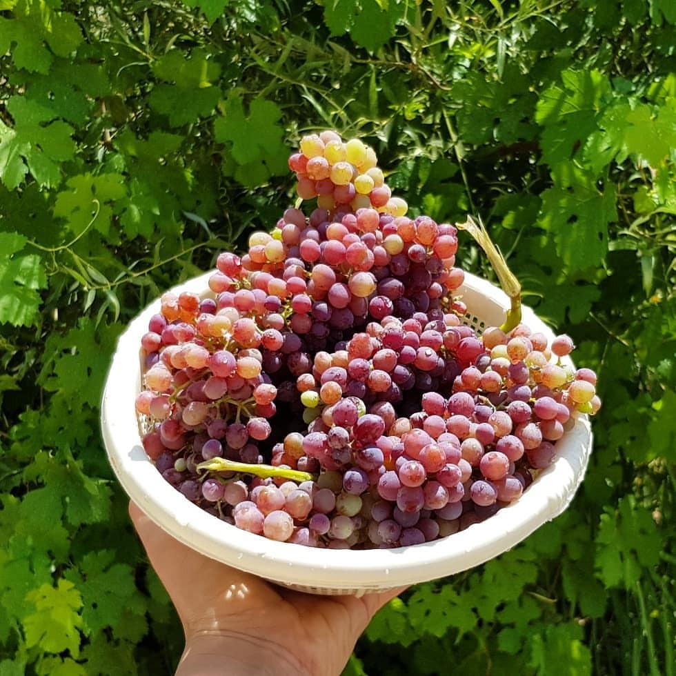 اتاق بوم گردی خرم آباد