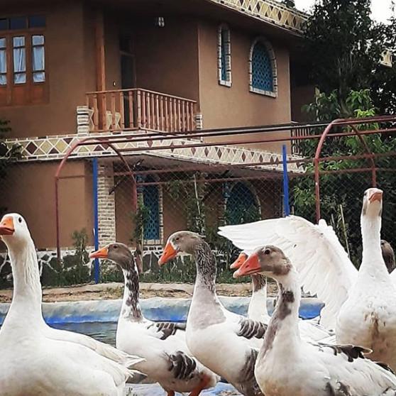 اتاق سنتی 4