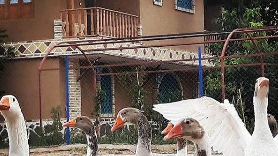 اتاق سنتی 2