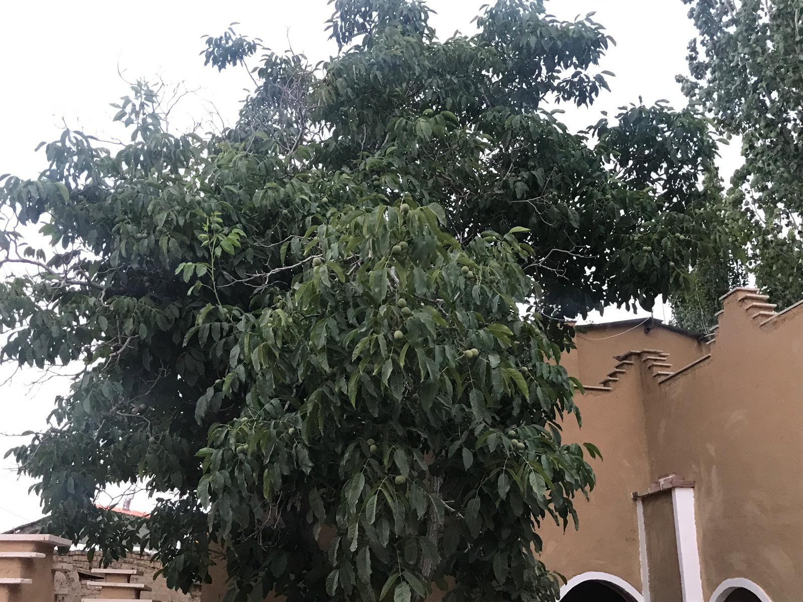 بوم گردی در نطنز