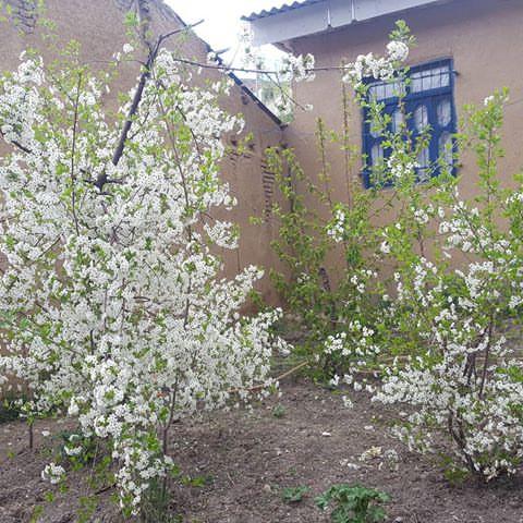 خانه روستایی اجاره ای در گرگان