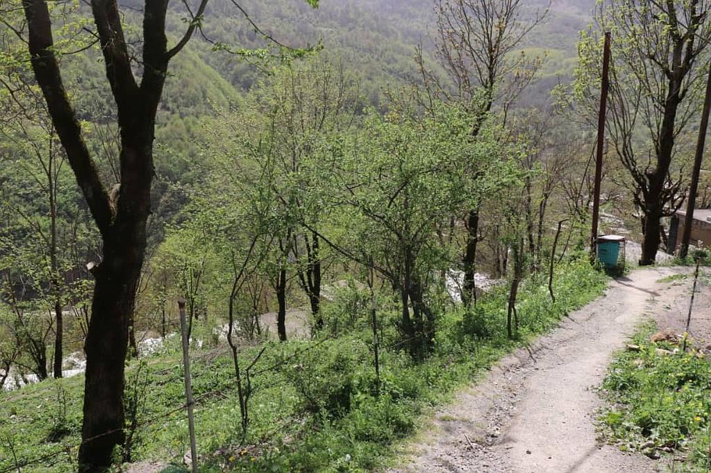 تک خوابه جنگلی