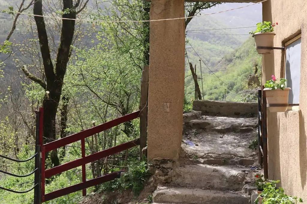 سوئیت جنگلی دربست