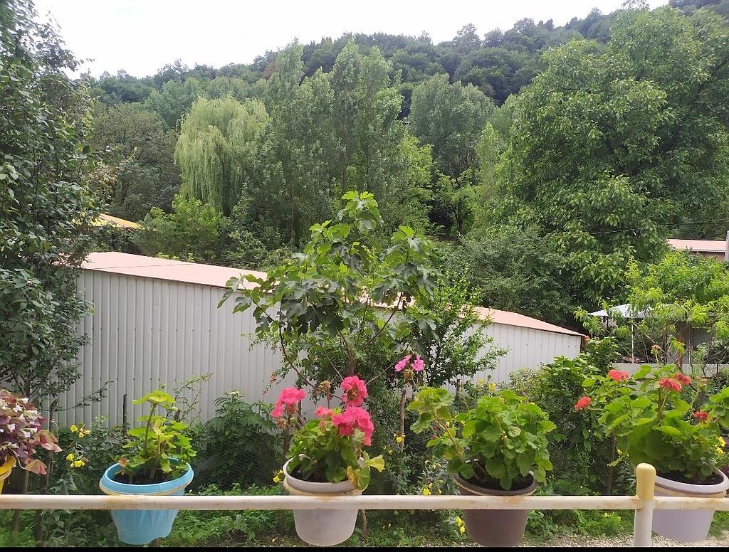 ویلا جنگلی حیران