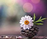 میرزا جمالی نیا