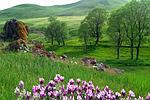 آقای رستمی 