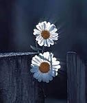 آقای قاسمی
