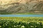 لیلا سهرابی