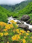 حوری جنت بابایی