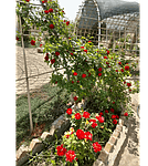 محسن حیدری نیا