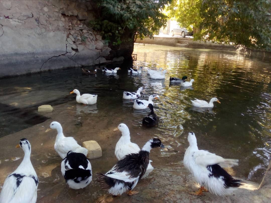 اجاره اقامتگاه بوم گردی در کوهبنان