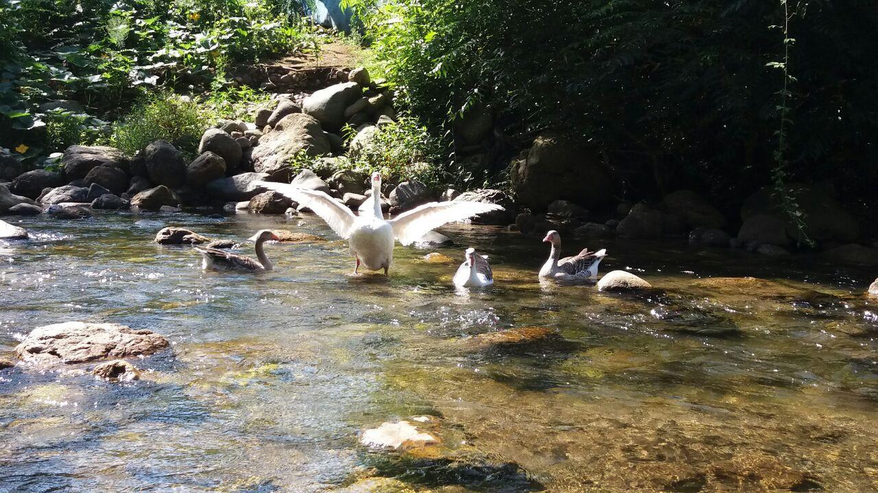 اجاره ویلا فومن لوکس با ویوی زیبا