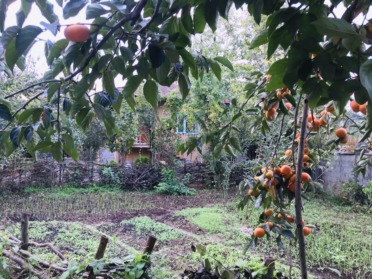 اقامتگاه بومگردی در فومن جنگلی در کنار رودخانه