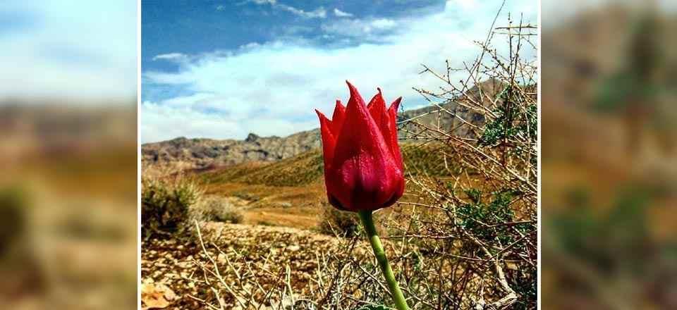 اقامتگاه بوم گردی بشروی در بشرویه