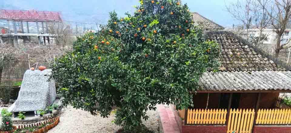 اقامتگاه بوم گردی حاج حسین پرویزی تالش