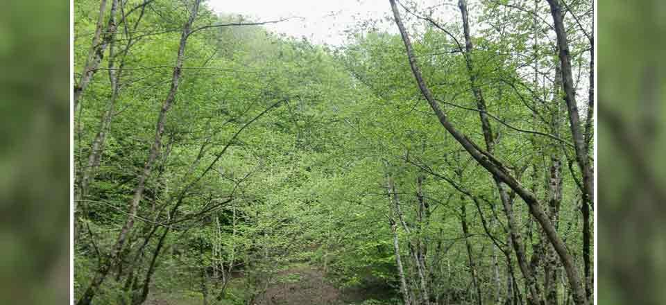 اقامتگاه بوم گردی وارش در رودبار