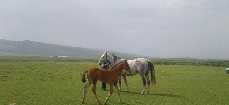 اجاره اقامتگاه هزاردره خالد نبی در کلاله