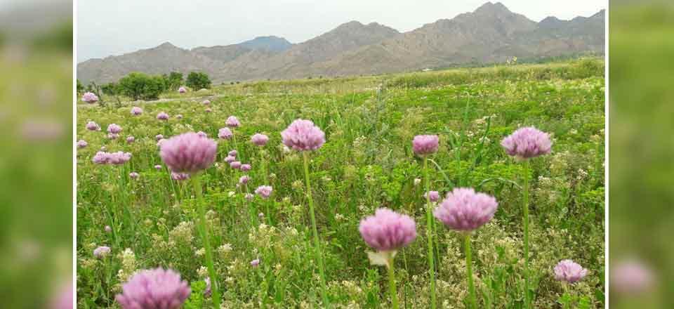 اقامتگاه بوم گردی بابا حسن در گناباد