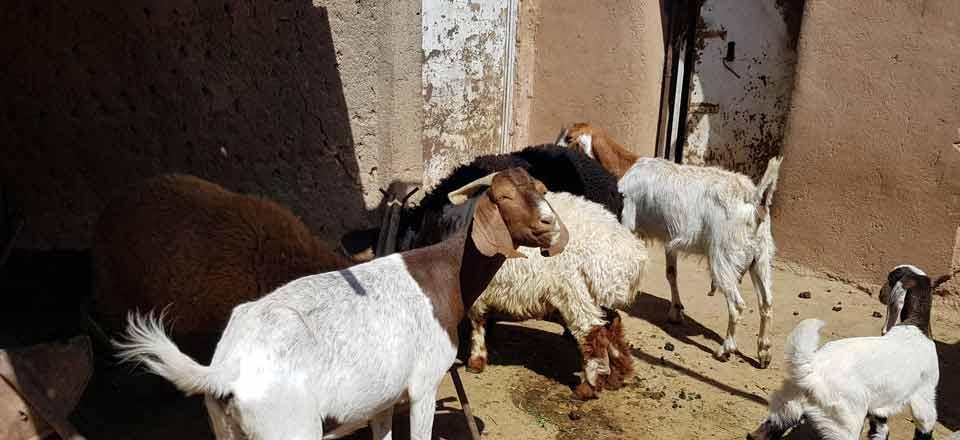 اقامتگاه بوم گردی بابا حسن در گناباد