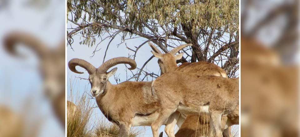 اقامتگاه بوم گردی گیسو بانو در دلیجان