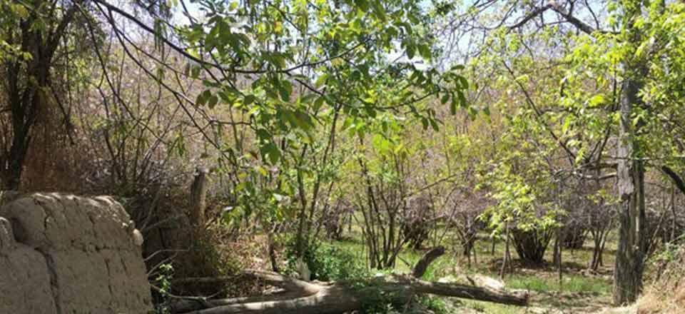 اجاره اقامتگاه بوم گردی دال خانی در بافت