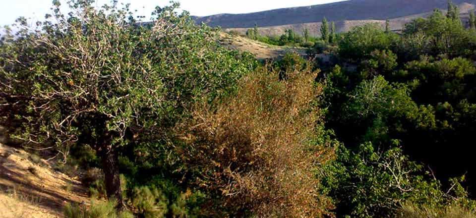 اجاره اقامتگاه بوم گردی دال خانی در بافت