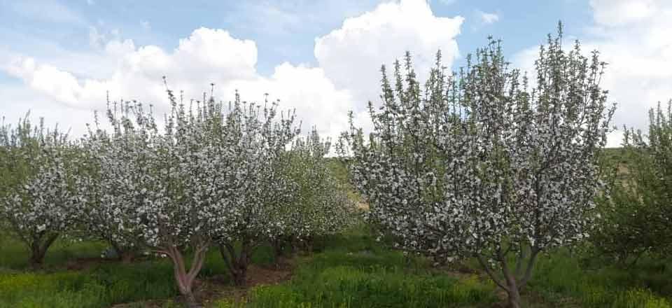 اقامتگاه بوم گردی امیر عطاخان در سمیرم