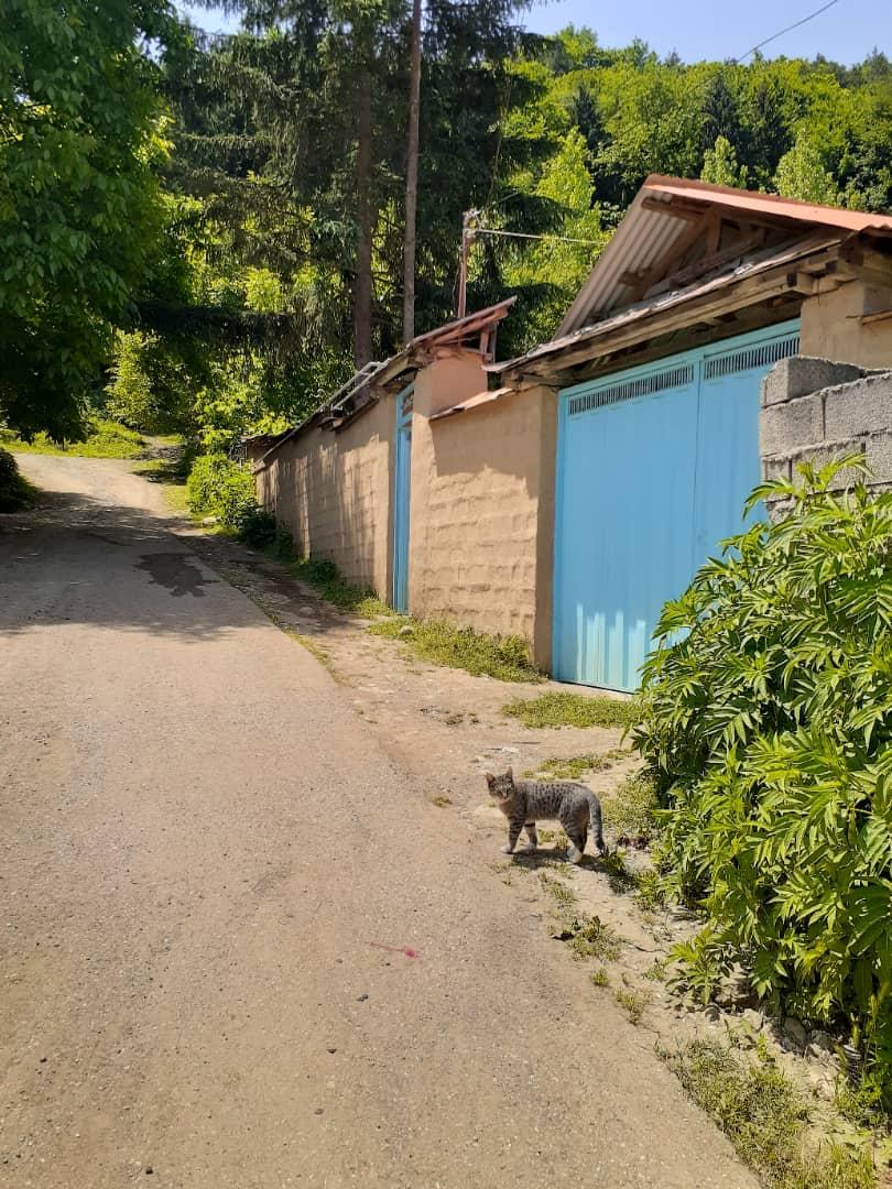 اجاره خانه روستایی در ساری