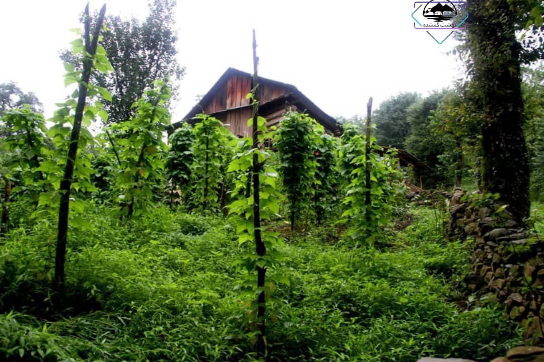 اجاره کلبه جنگلی روزانه در سوادکوه